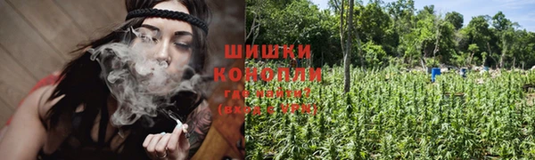 сатива Белокуриха